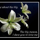 ladamadelgigliobianco avatar