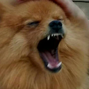 lady-cogumelo avatar