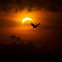 lady-eclipse3 avatar