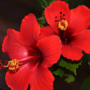 lady-hibiscus avatar