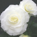 lady-loves-a-lot avatar