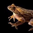 lady-mary-cat avatar