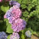 lady-of-the-hydrangeas avatar