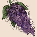 lady-vetinari avatar