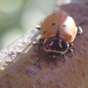 ladybugcrimelord avatar