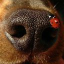 ladybugkissing avatar