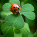ladybugs22 avatar