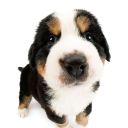 ladycakeruani avatar