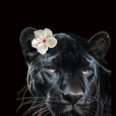 ladycars-blog avatar