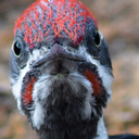 ladygreyalien avatar