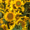 ladyinthesunshine avatar