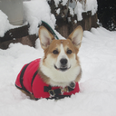 ladylondonthecorgi avatar