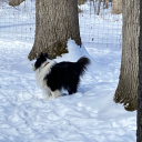 ladyofthecold avatar