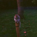 ladystarkofasgard avatar