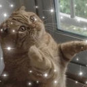 ladywitchpaws avatar