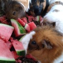 lafermededoudou avatar