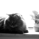 laforetdespossibles avatar