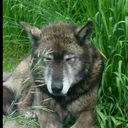 laidbackfreebird avatar