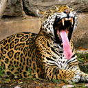 lajaguarhouse-blog avatar