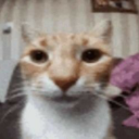 lakeisbeingdumb avatar