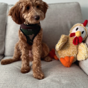 lakeside-living avatar