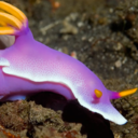 lala-the-knight avatar