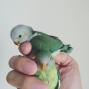 lalalalalallalallalalalalalalal avatar