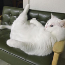 lalalallallaaaa avatar