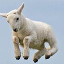 lambjumpsmountain avatar