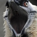 lammergayier avatar