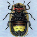 lampyrispyralis avatar