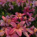 lanadelreyxtheweekndxwbb avatar