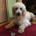 lancelottiespersonalmess avatar