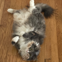 landoflostsouls7 avatar