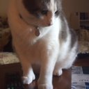 landofmusicandart avatar