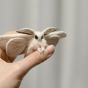 lands-of-explorer-shenanigans avatar