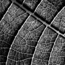 landscapedesigncr avatar