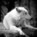 landwolfs avatar