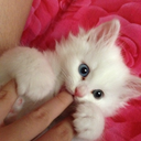 lanelletenshi avatar