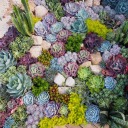 languagedemon avatar