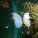 languageofspirit avatar