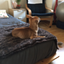 languages-and-tea avatar