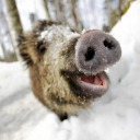 lapartedelporco avatar