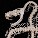 lapdog-arfarf avatar