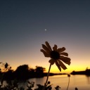 laperracansada avatar