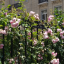 lapetitsoleil avatar