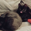 lapinou13-blog avatar