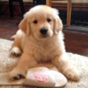 laplaces-angelkin avatar