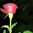 laragazzaforteperscelta avatar