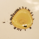 laranjatoranjalaranja avatar